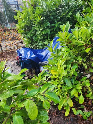 File:592b8927-20251127 131319.webp