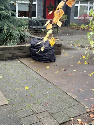 File:3f192f5e-IMG 4003.webp